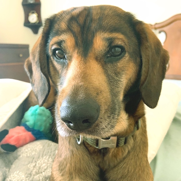 Meet your Posher, Miranda - Picture 1 of 1